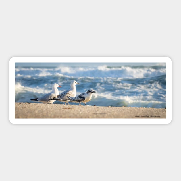 Birds on beach. Juvenile white-fronted tern injured on beach and surrounded by seagulls perhaps to offer some protection. Sticker by brians101